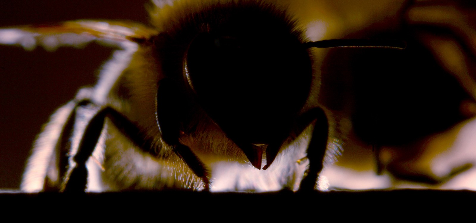 Gros plan sur deux abeilles