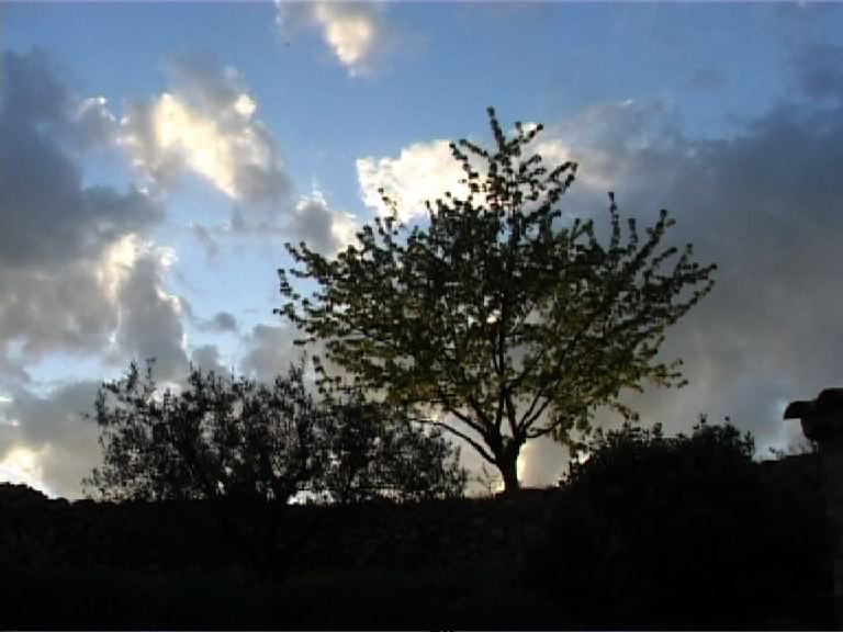 Un grand cerisier, devant un ciel bleu