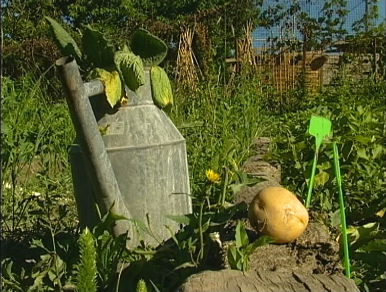 Arrosoir posé au sol dans un jardin