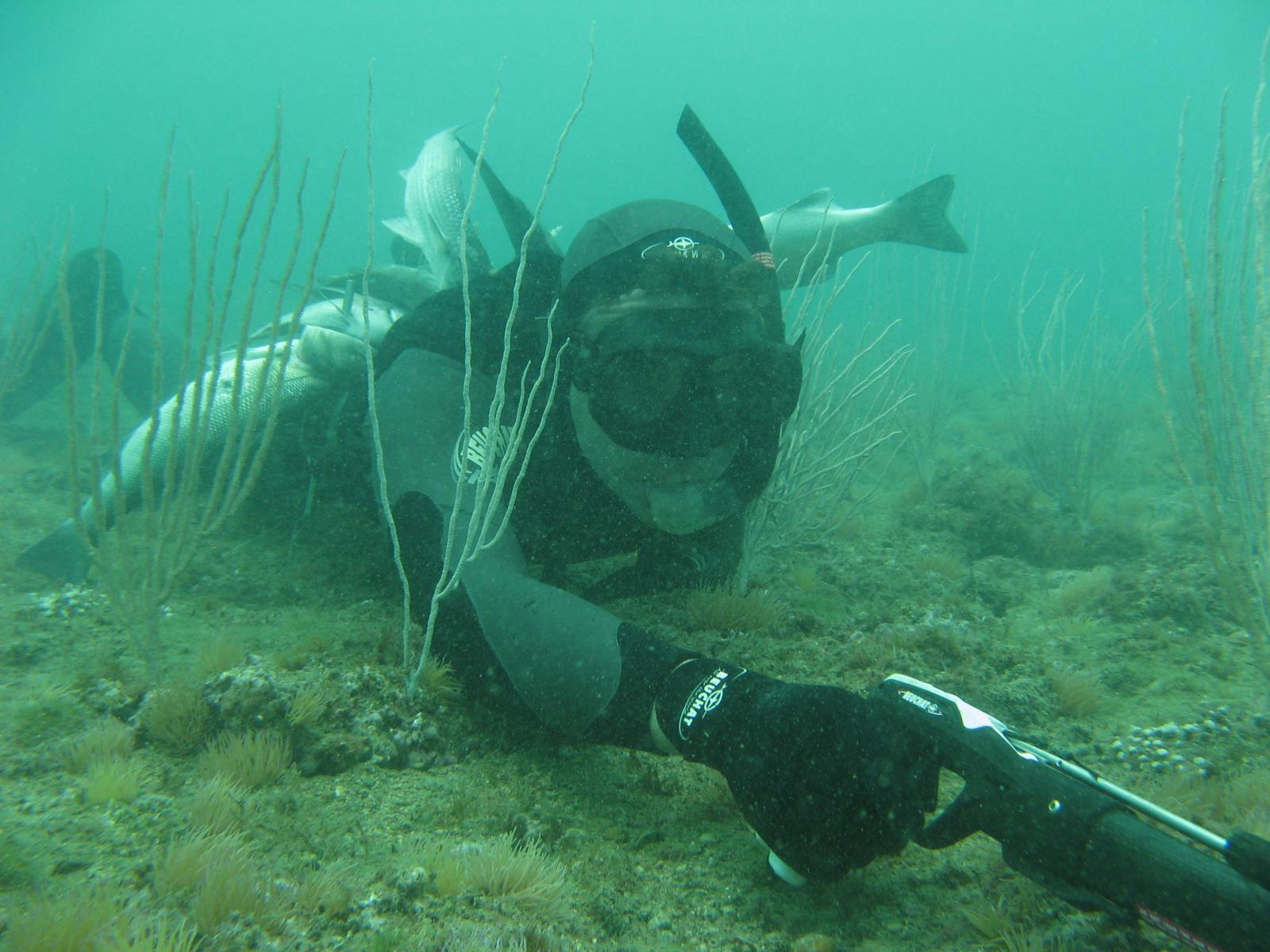Image sous-marine de Sylvain Pioch chassant au harpon