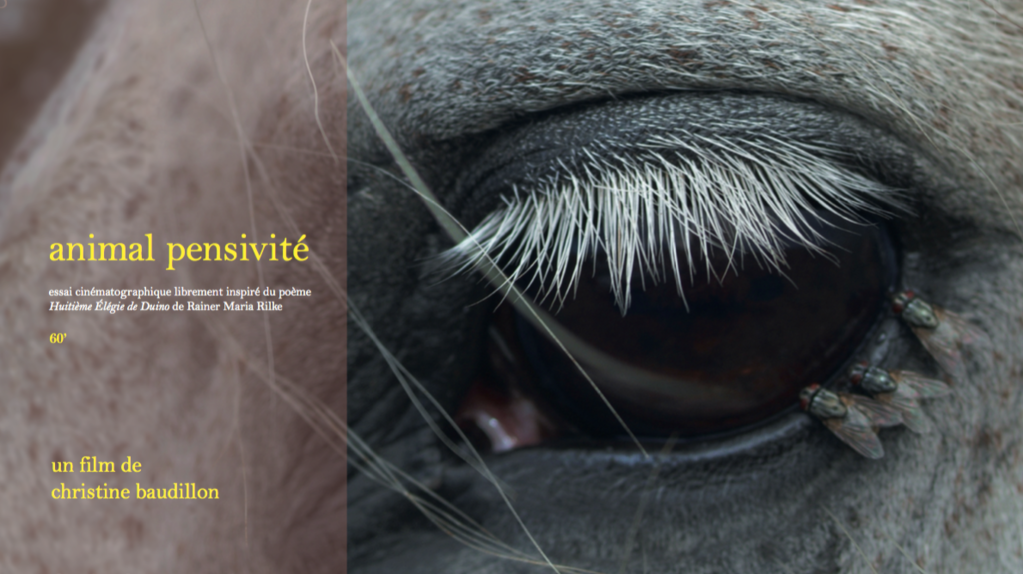 Animal pensivité. Affiche du film de Christine Baudillon