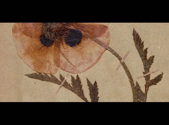 Photo du film L’Herbier, des pétales aux pixels