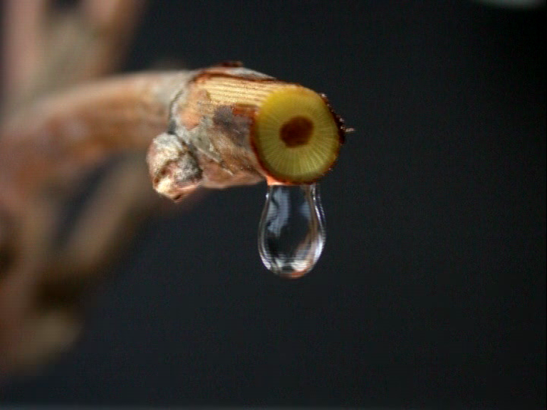 Du bourgeon au raisin - © INRA / Supagro Montpellier
